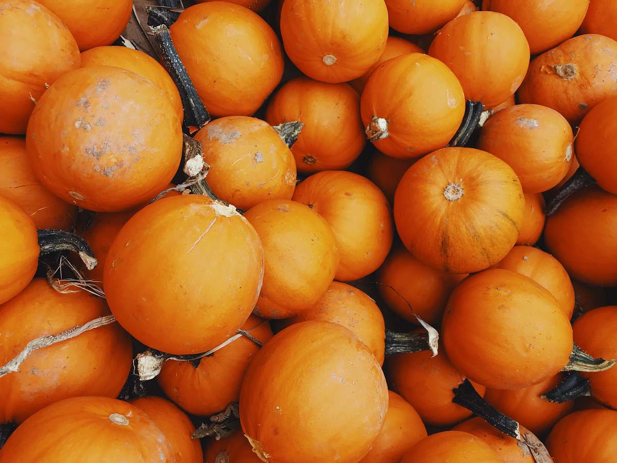 flora squash lot food